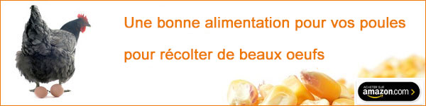 Alimentation poules