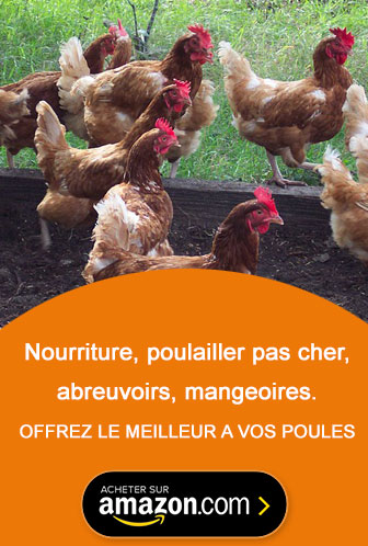 Le Site Des Poules Pondeuses Et De Ceux Qui Les Aiment