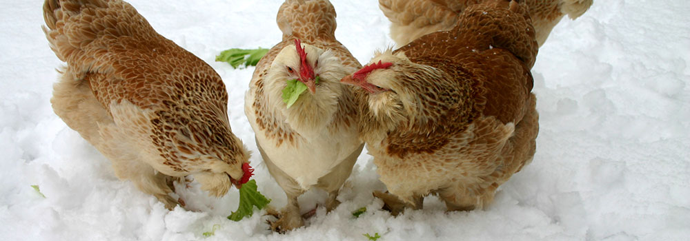 Poule en hiver