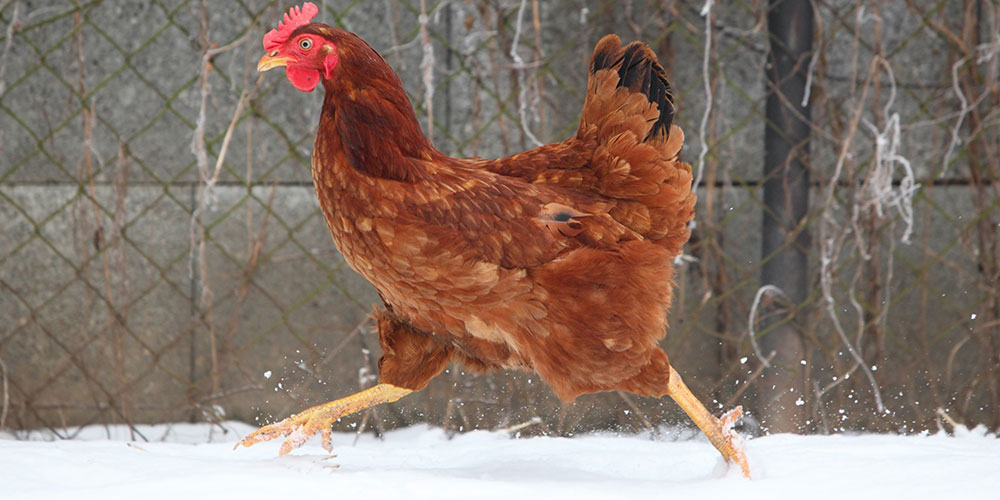 Poule dans la neige