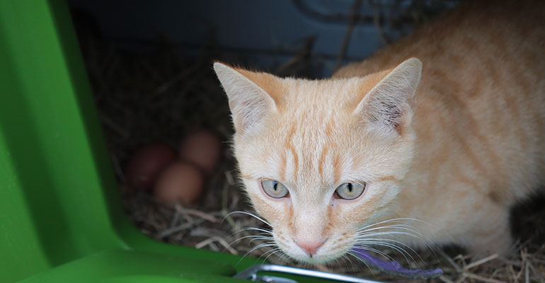 Chat poulailler Eglu Cube