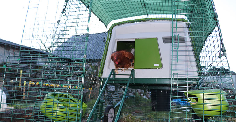 Jai Testé Le Poulailler Omlet Eglu Cube Mes Poules Lont Adopté