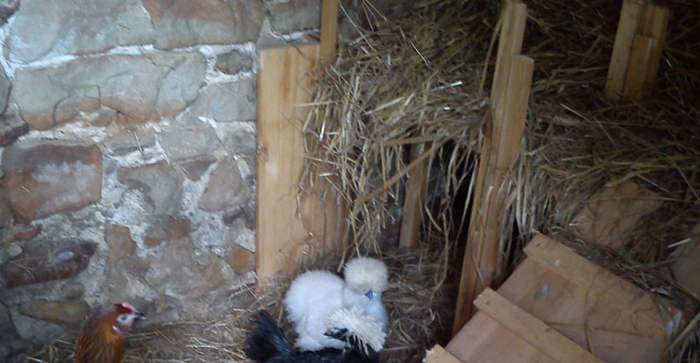 poulailler soue à cochon