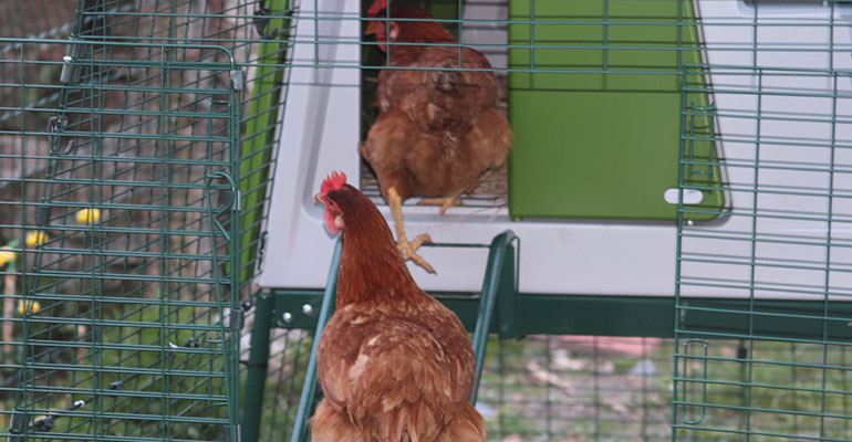 Jai Testé Le Poulailler Omlet Eglu Cube Mes Poules Lont Adopté
