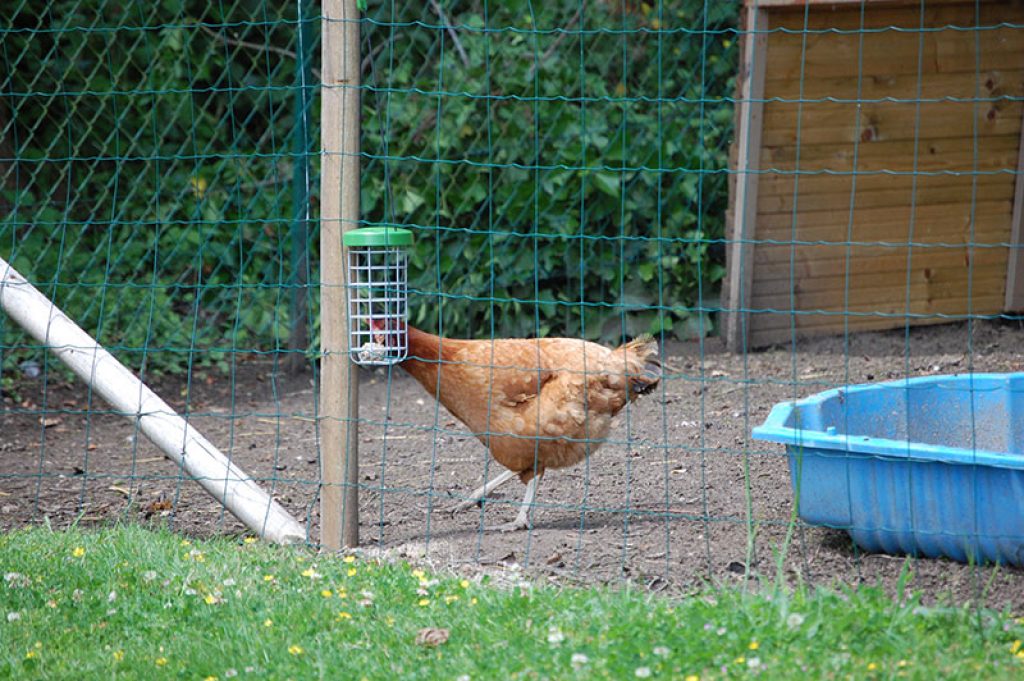 jouet pour poule pondeuse