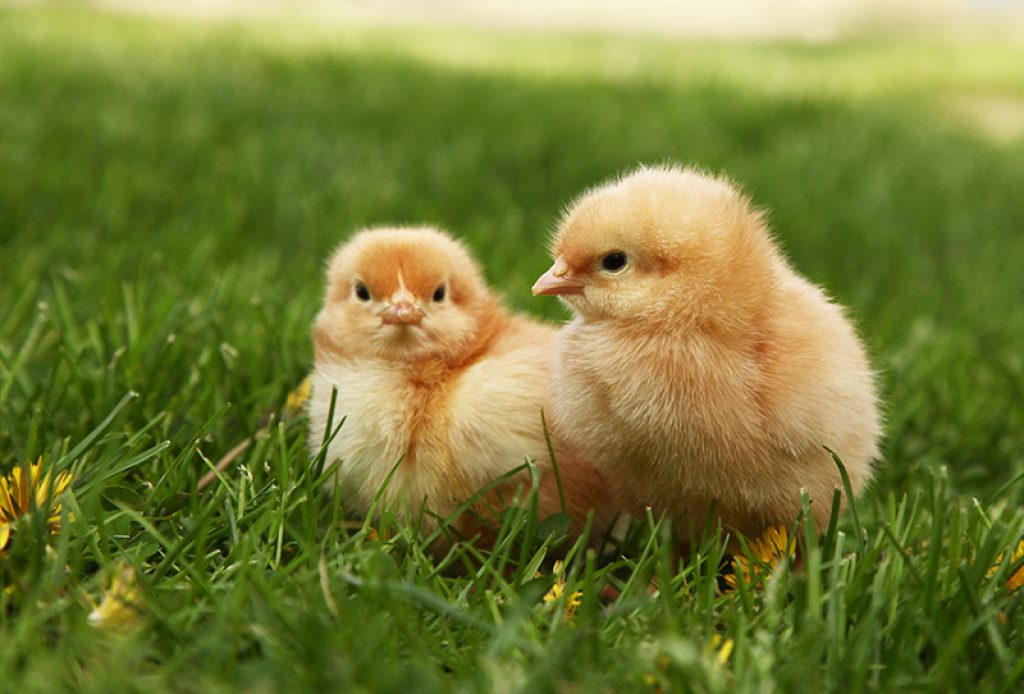 Durée de vie d'une poule