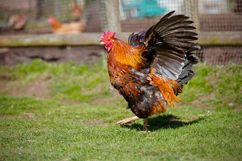 Couper l'aile d'une poule