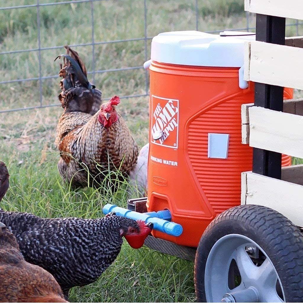 meilleurs abreuvoirs automatiques poule pourquoi opter pour ça ?