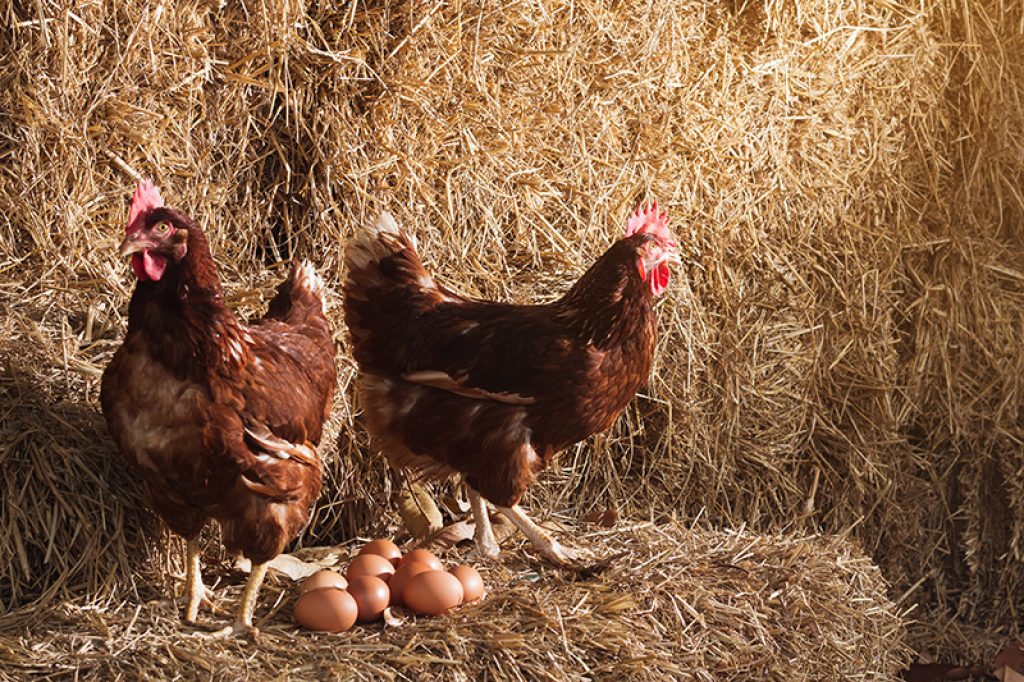 L'oeuf ou la poule