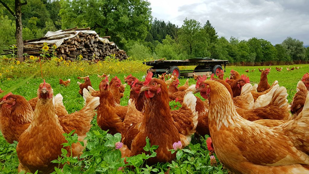 où acheter des poules