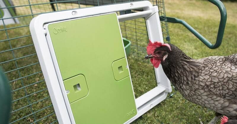 Pourquoi opter pour une porte de poulailler automatique ?